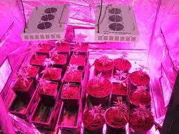ledcannab