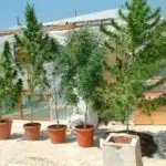Ocultar un cultivo en terraza Ocultar un cultivo en terraza