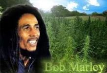 Falla intento de despenalizar consumo de marihuana en Jamaica Falla intento de despenalizar consumo de marihuana en Jamaica