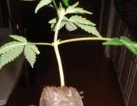 Cogollos de marihuana listos para plantar Cogollos de marihuana listos para plantar