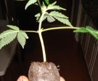 Cogollos de marihuana listos para plantar