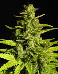 strawhaze