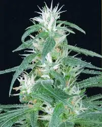 arjanultrahaze1