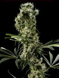 arjanultrahaze2