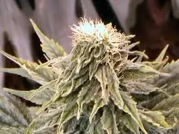 bdgodbud