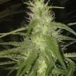 Big Bang – Green House Seed Company bigbanggreen