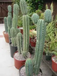 cactsanpe1