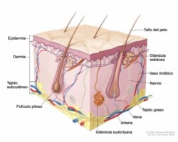 estructurapelo