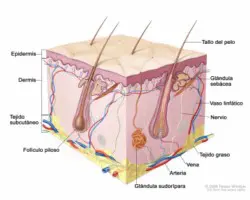 estructurapelo