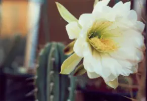 florsanpe