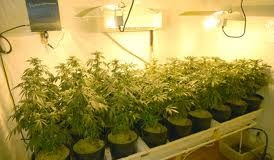 growpop