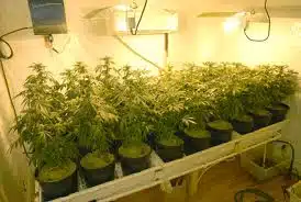 growpop