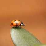 Mariquitas, depredadores en todos sus estadios (II) mariquit22