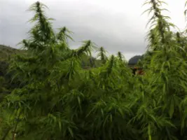 paharifarm