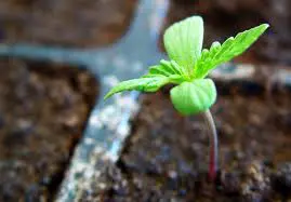 plantulamaruja