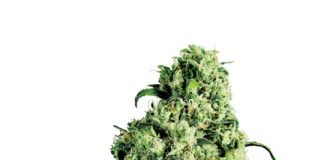 ¡Última hora! Sensi Seeds Skunk #1 gana la Cepa del Año 2013!