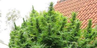 Indica y Sativa: ¿Cuáles son las diferencias?