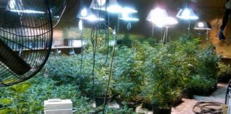 Continúan las contradicciones sobre la legalización. Continúan las contradicciones sobre la legalización.