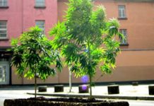 Cannabis: ¿se aproxima la legalización en Alemania? Alemania