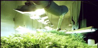 El Gobierno de Uruguay impulsa la marihuana medicinal y piensa en recaudar