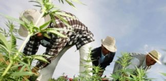 Diputados costarricences analizan posible industrialización del Cannabis
