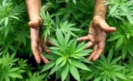 700 jornaleros resultan gravemente intoxicados con cannabis en Albania