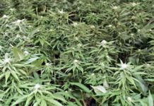 Cannabis, una planta, muchas posibilidades cannabis cultivo