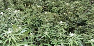 cannabis cultivo