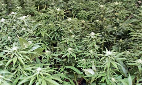 cannabis cultivo