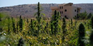 Cómo son las tiendas uruguayas que enseñan a cultivar marihuana