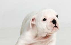 El consumo de marihuana aumenta entre los perros