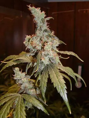 Afghan-Haze