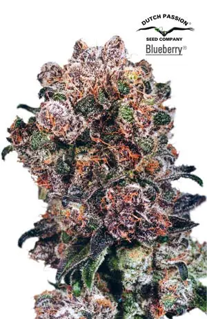 Blueberry