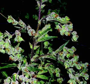Dr. Grinspoon