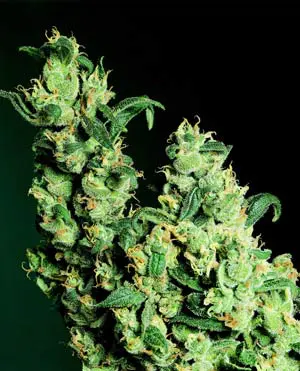 Jack-Herer