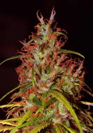 Punto Rojo Colombiana