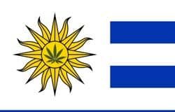 Uruguay: cultivadores de cannabis salen de armario Uruguay Cannábico
