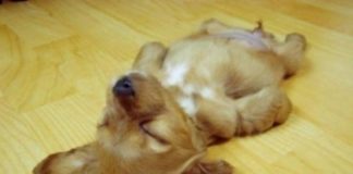 En Colorado, EU, cada vez más mascotas son tratadas con marihuana