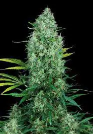 Serious 6 &ndash; Serious Seeds