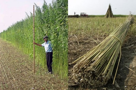 Campos de cáñamo industrial