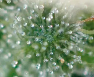 Aumentando la planta