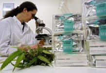 Investigadores israelíes diseñaron una cepa de cannabis “mejorada” con un 20 % más de THC El número de investigaciones y ensayos clínicos con cannabis ha crecido considerablemente en los últimos años