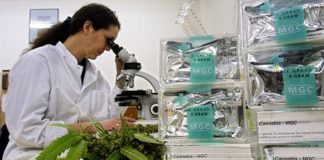 El número de investigaciones y ensayos clínicos con cannabis ha crecido considerablemente en los últimos años