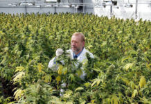 Uruguay: Primera exportación de cannabis medicinal fue de 10 kilos Uruguay: Primera exportación de cannabis medicinal fue de 10 kilos