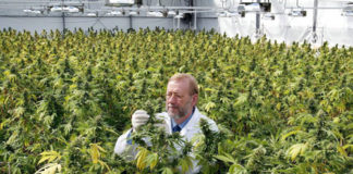 El consumo terapéutico de cannabis herbal para el dolor crónico es seguro