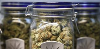 El club mexicano que quiere despenalizar la cannabis aunque no fuma marihuana
