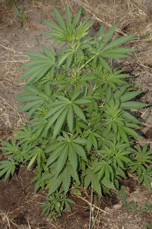 Tierra madre enmendada