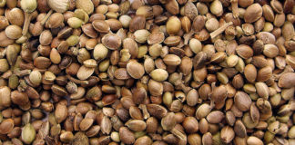 Aceite de cáñamo para prevenir y tratar la fibromialgia