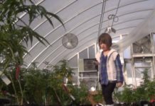 ¿Podemos tratar la enfermedad mitocondrial? Los padres de niños de Utah con epilepsia aguda saludaron una nueva ley estatal que les permite obtener extracto de marihuana que, según dicen, les ayuda cuando tienen ataques, aunque conseguirla no es nada fácil
