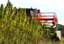 Uzbekistán permite a una empresa maltesa cultivar cannabis medicinal Uzbekistán permite a una empresa maltesa cultivar cannabis medicinal